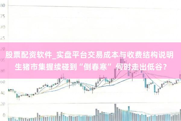 股票配资软件_实盘平台交易成本与收费结构说明 生猪市集握续碰到“倒春寒” 何时走出低谷？
